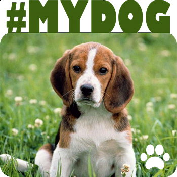 Магнит металлический My Dog